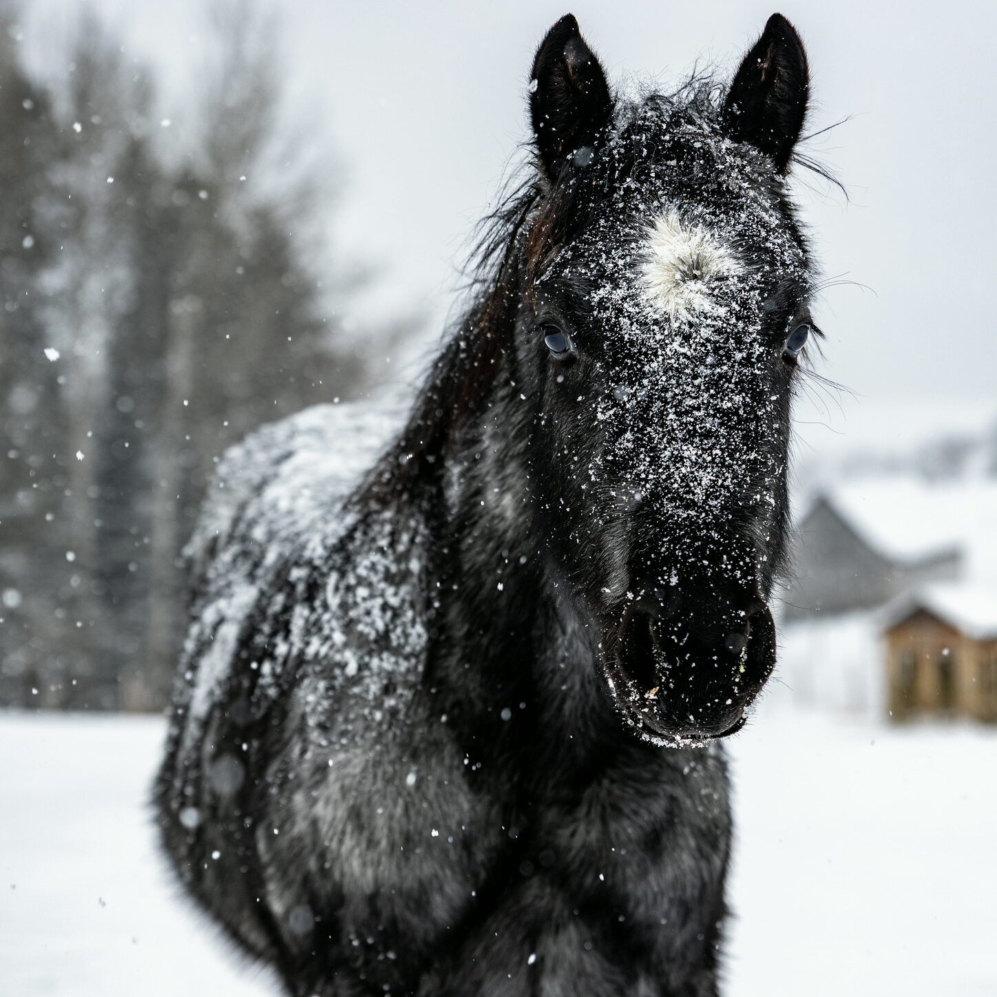 TTC horse黒　61個 Our horses ⋆ Les Montagnards de Charlevoix